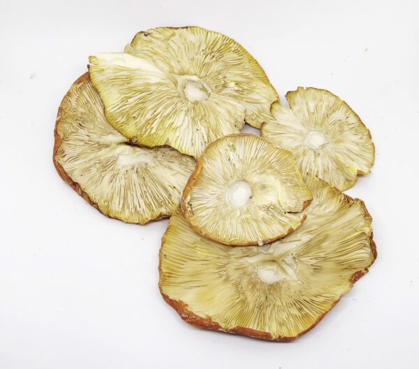 View of dried caps of Amanita Muscaria from bottom