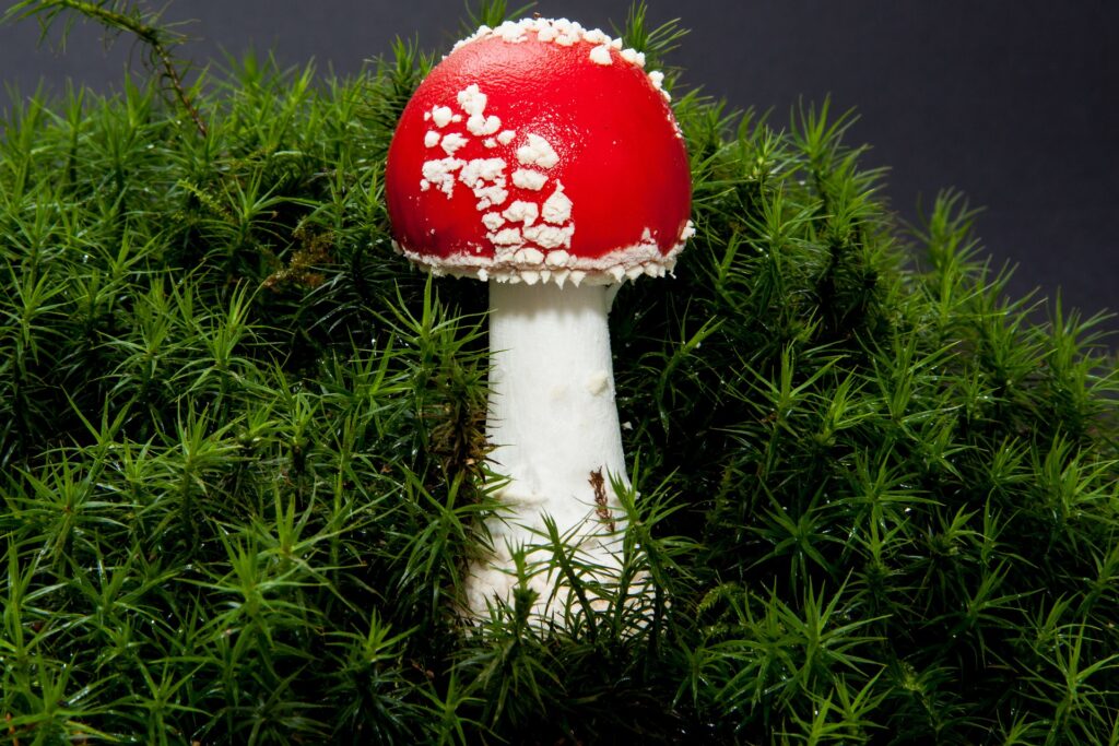 Amanita Muscaria 30 grams (1oz)