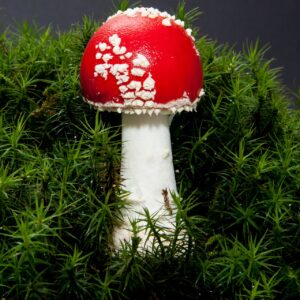 Detail of amanita Muscaria in moss